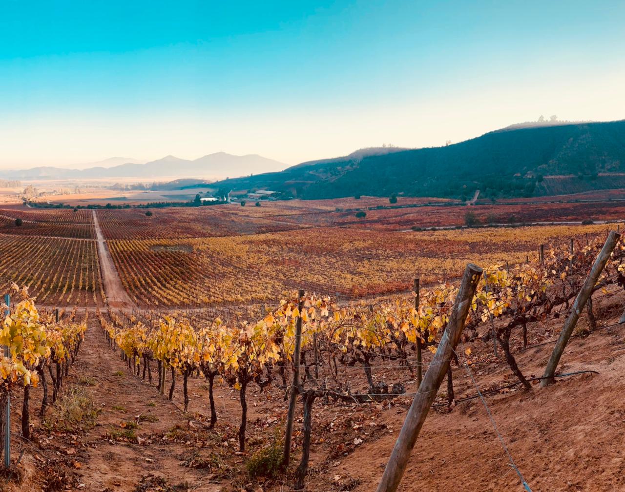 Diferencia entre Reserva y Gran Reserva: qué vino elegir como regalo