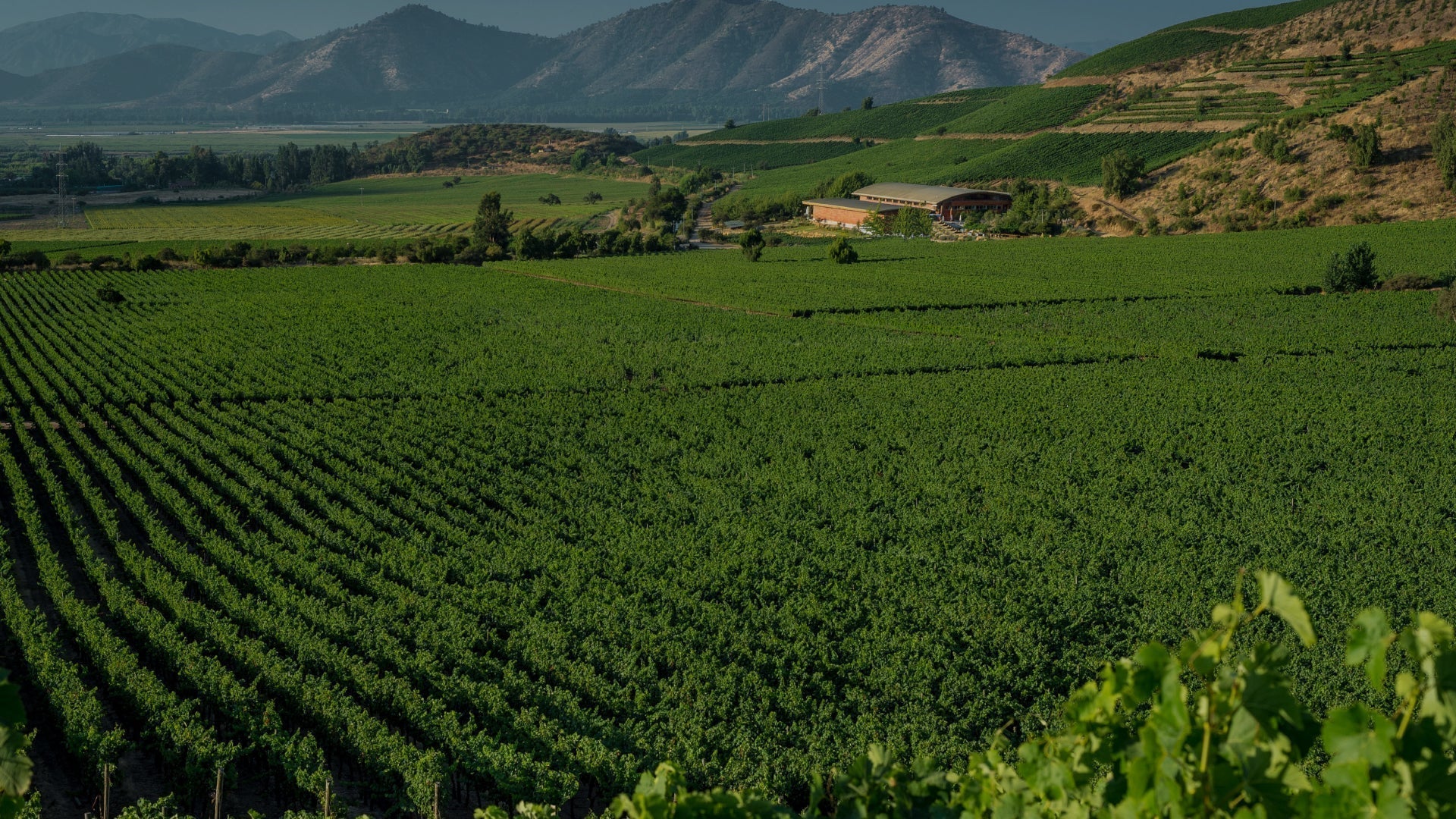 Viña Chocalan recibió la visita del Master of Wine Tim Atkin